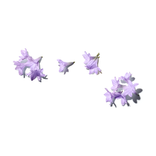 画像をギャラリービューアに読み込む, jacaranda flowers