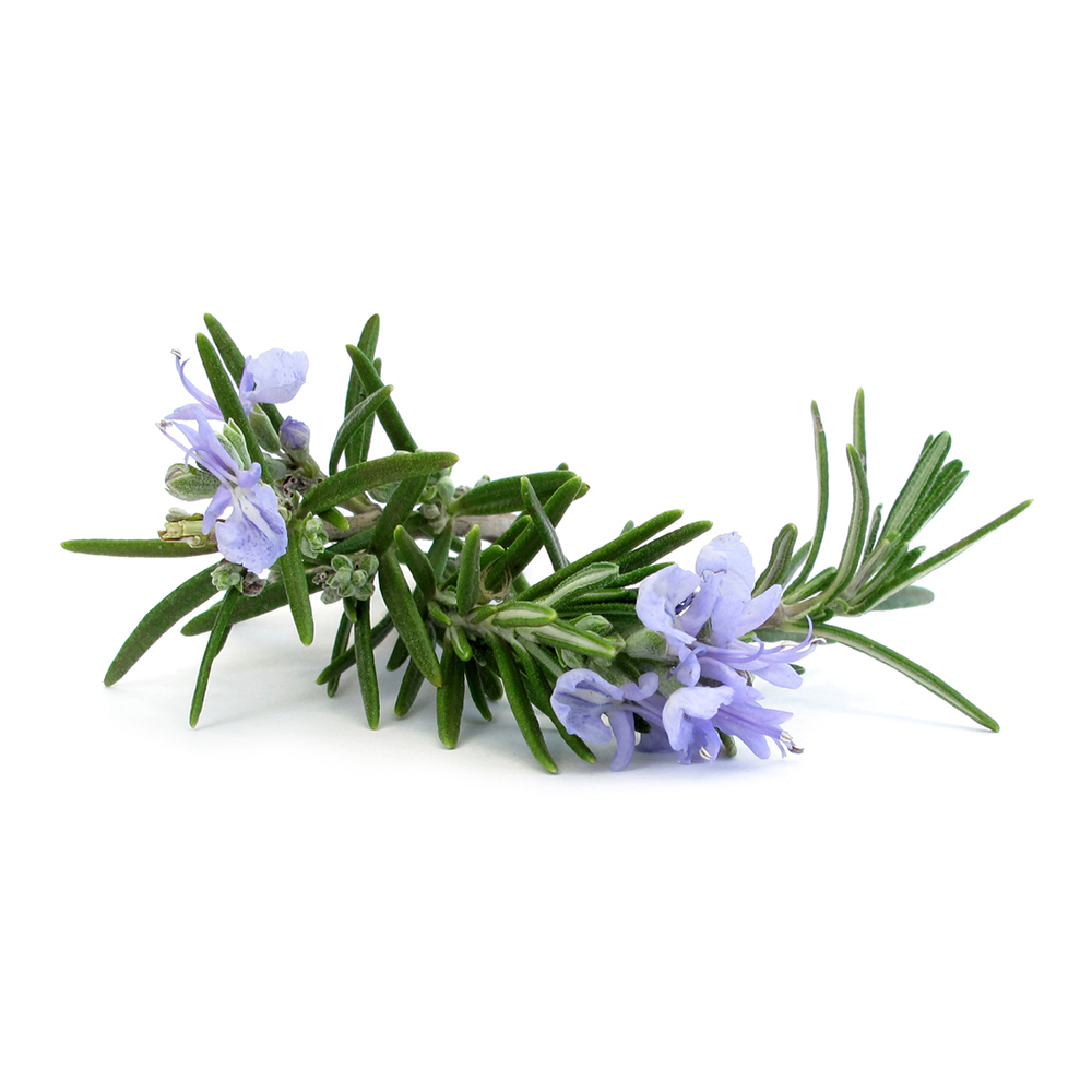 rosemary