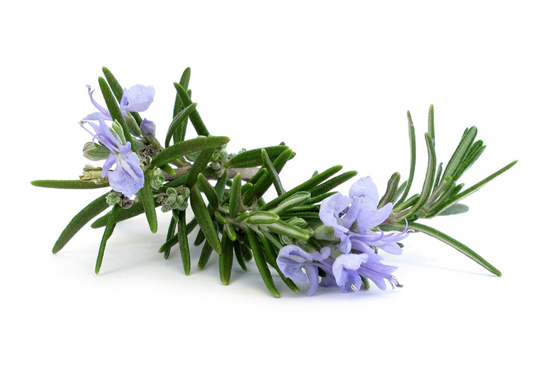 rosemary