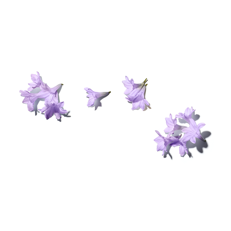 jacaranda flowers