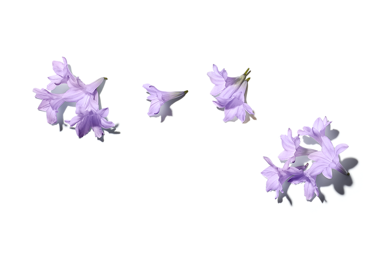 jacaranda flowers