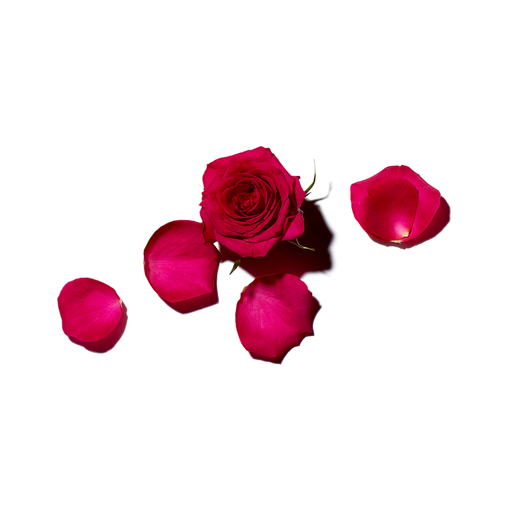 rose and rose petals