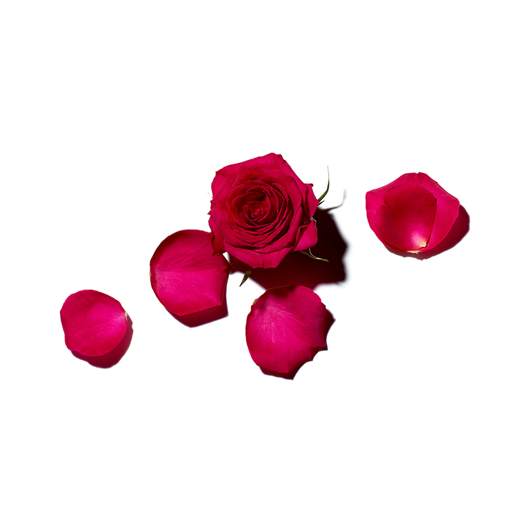 rose and rose petals