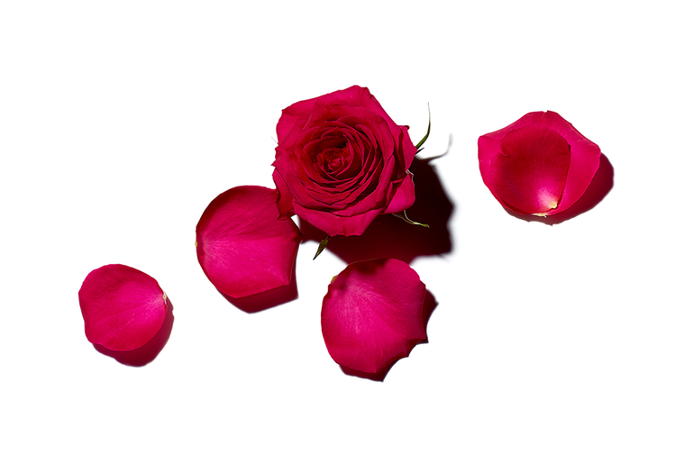 rose and rose petals