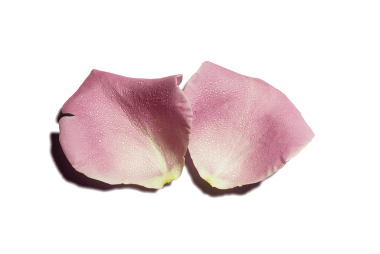 rose petals