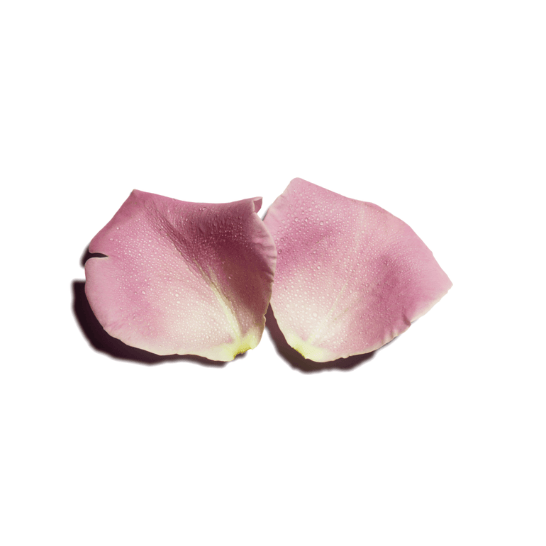 rose petals